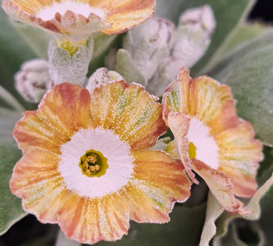 Primula auricula 'Regency Flapper' 50 Seeds