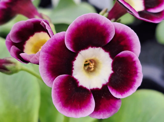 Primula auricula 'Rowena' 50 Seeds