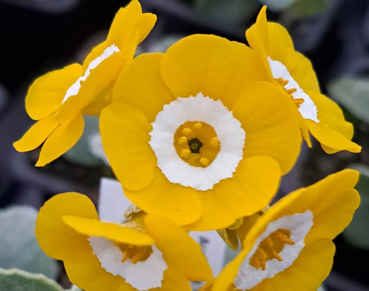 Primula auricula 'Brasso' 50 Seeds