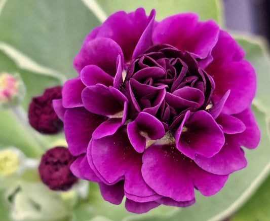 Primula auricula 'Lester' 50 Seeds