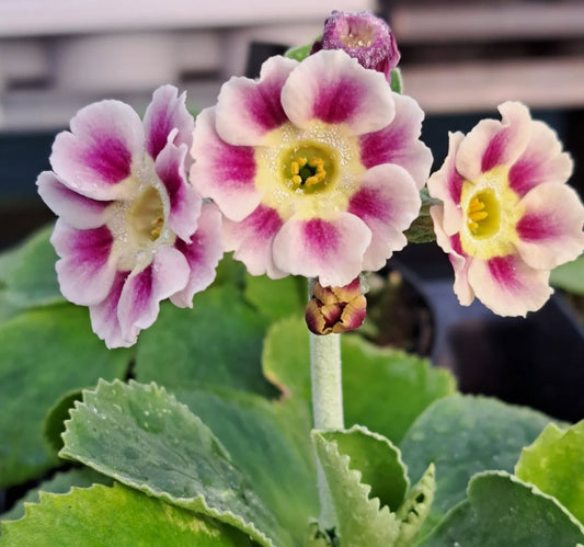 Primula auricula 'Old Fashioned' 50 Seeds