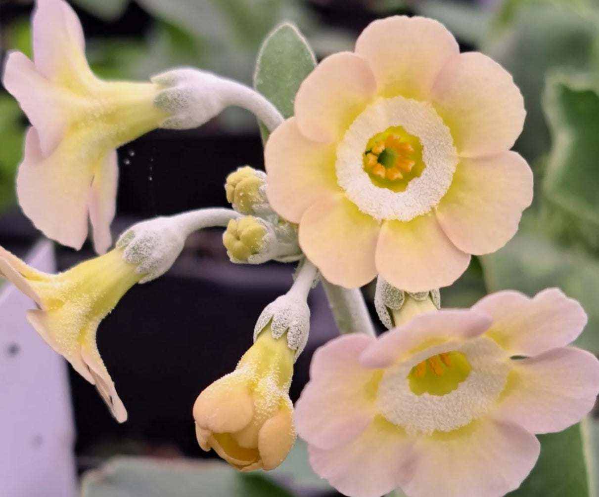 Primula auricula 'Cloudscape' 50 Seeds