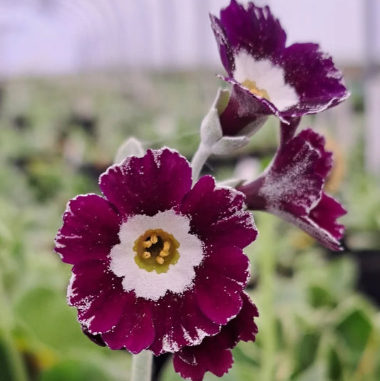 Primula auricula 'Fancy Pants' 50 Seeds