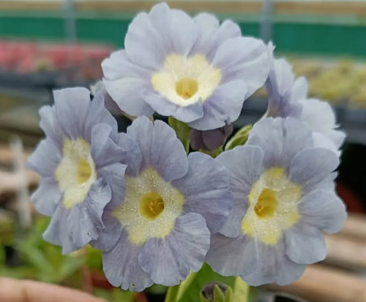 Primula auricula 'Reddown Larkrise' 50 Seeds