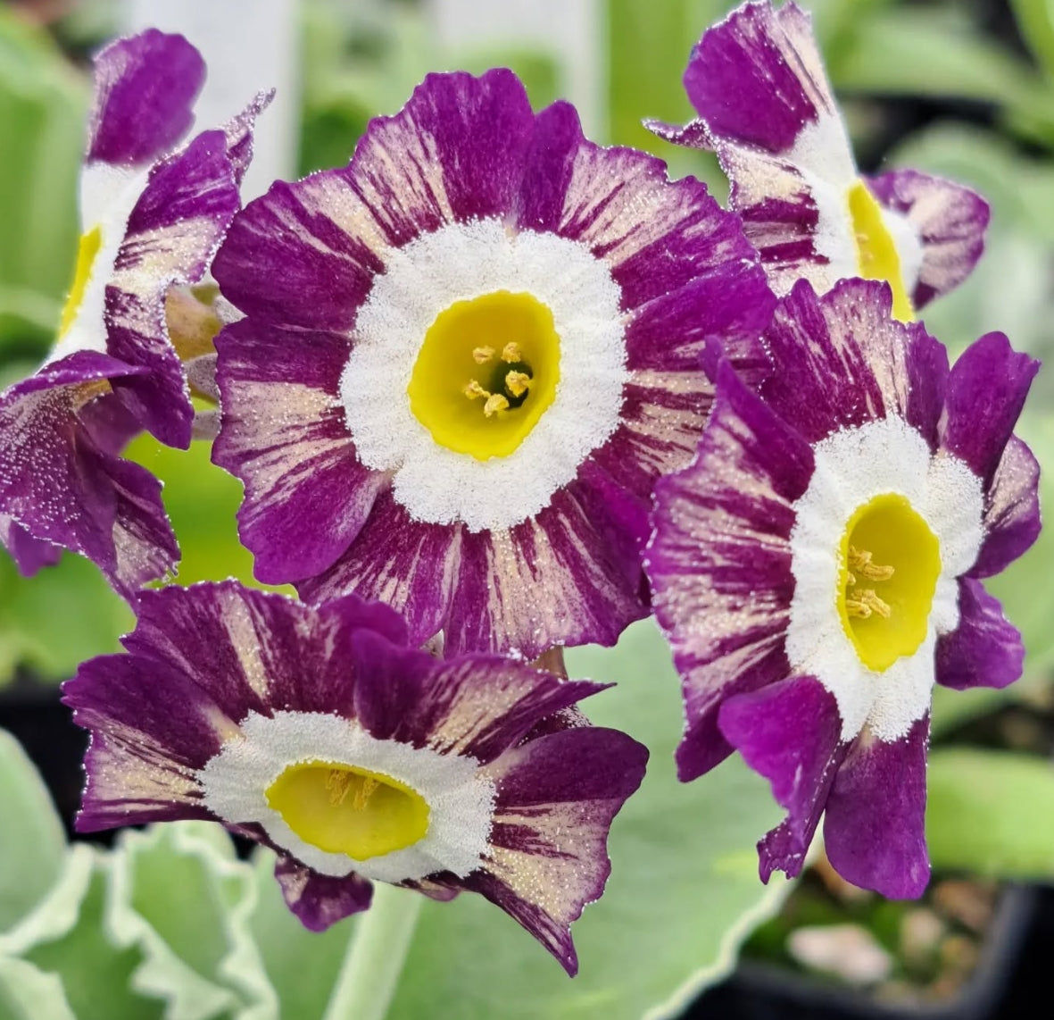Primula auricula 'Angel Eyes' 50 Seeds