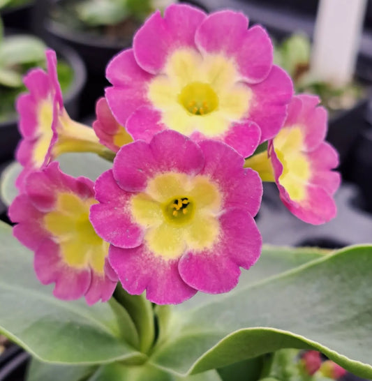 Primula auricula 'Jodie Skye' 50 Seeds