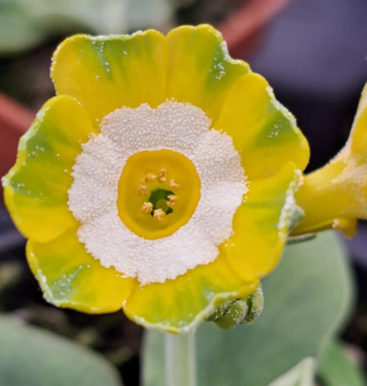 Primula auricula 'Pastures New' 50 Seeds