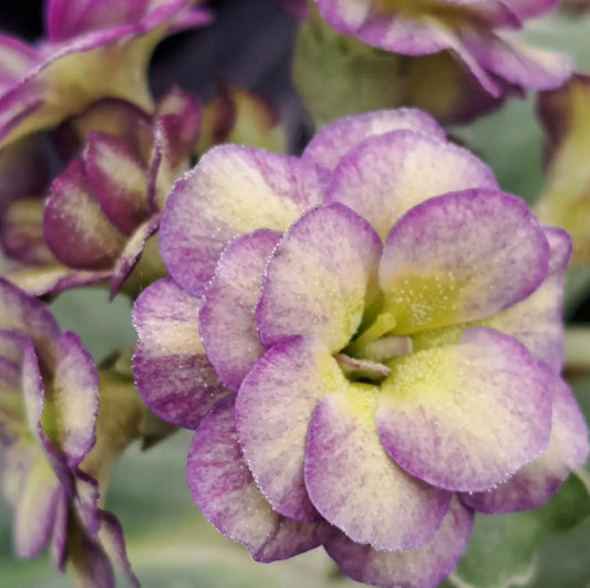 Primula auricula 'Edith Major' 50 Seeds