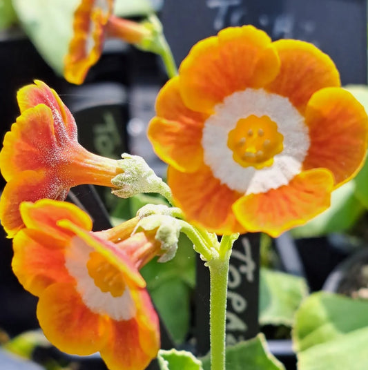 Primula auricula 'Topaz' 50 Seeds