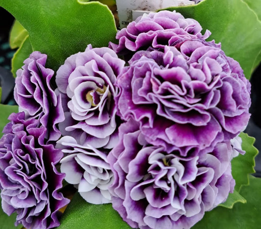 Primula auricula 'Judy Foreman' 50 Seeds