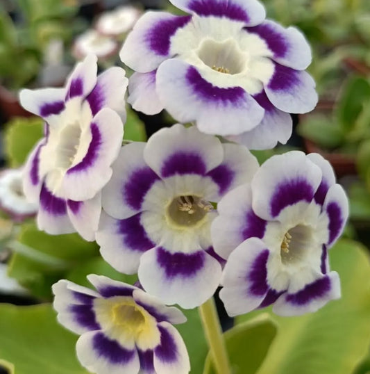 Primula auricula 'White Pyne' 50 Seeds