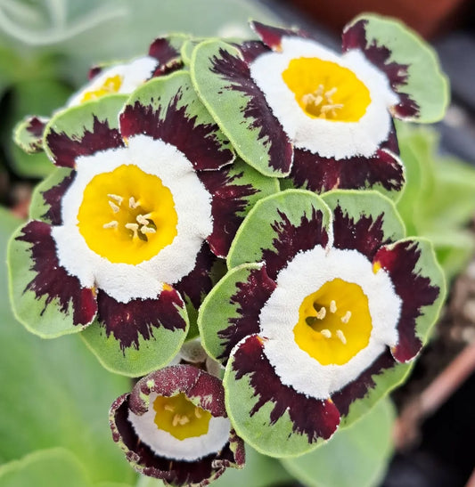 Primula auricula 'Wannerton' 50 Seeds
