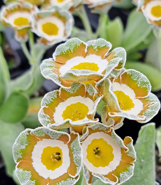 Primula auricula 'Coffee' 50 Seeds