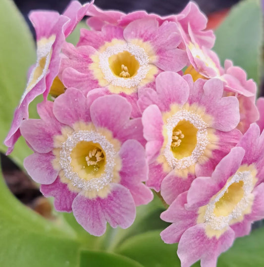 Primula auricula 'Zenzi' 50 Seeds