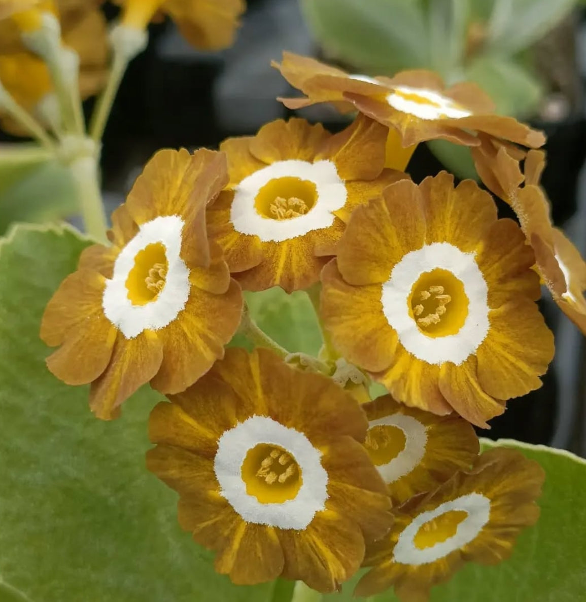 Primula auricula 'REGENCY VALENTINE' 50 Seeds