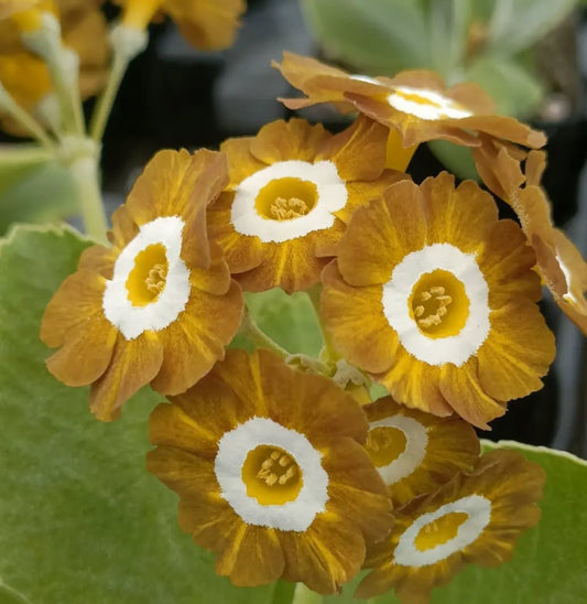Primula auricula 'REGENCY VALENTINE' 50 Seeds