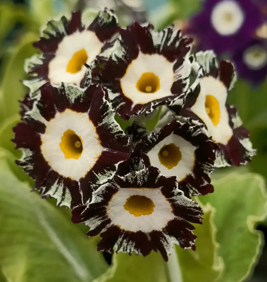 Primula auricula 'PAPAGENO' 50 Seeds