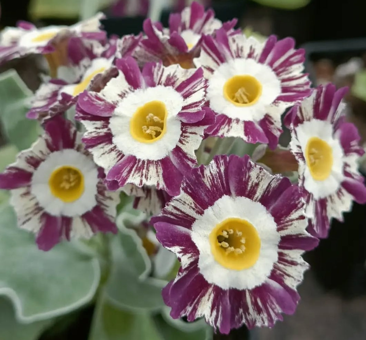 Primula auricula 'Violet Surprise' 50 Seeds
