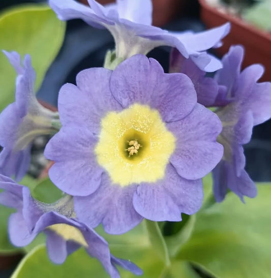 Primula auricula 'Oikos' 50 Seeds