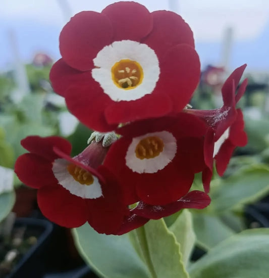 Primula auricula 'Royal Mail' 50 Seeds