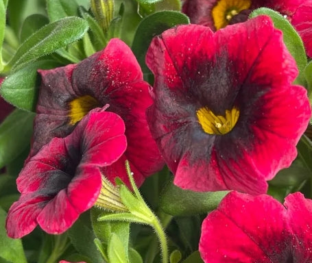 Calibrachoa ( Superbells ) Dracula 15 Pellets