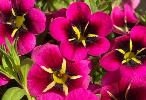 Calibrachoa ( Superbells ) Night Kiss 15 Pellets