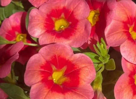 Calibrachoa ( Superbells ) Naomi 15 Pellets