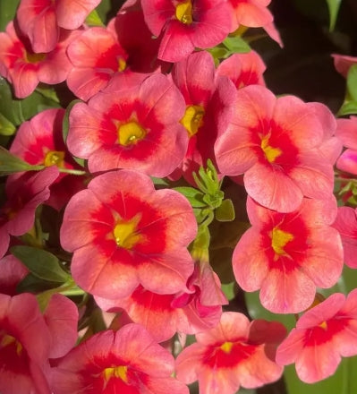 Calibrachoa ( Superbells ) Naomi 15 Pellets