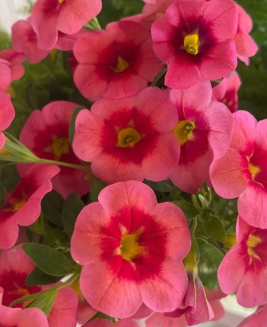Calibrachoa ( Superbells ) Naomi 15 Pellets