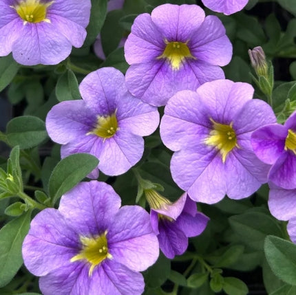 Calibrachoa ( Superbells ) Marcia 15 Pellets