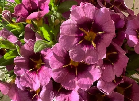 Calibrachoa ( Superbells ) Nellie 15 Pellets