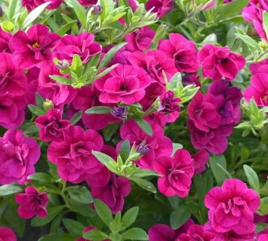 Calibrachoa ( Superbells ) Minnie 15 Pellets