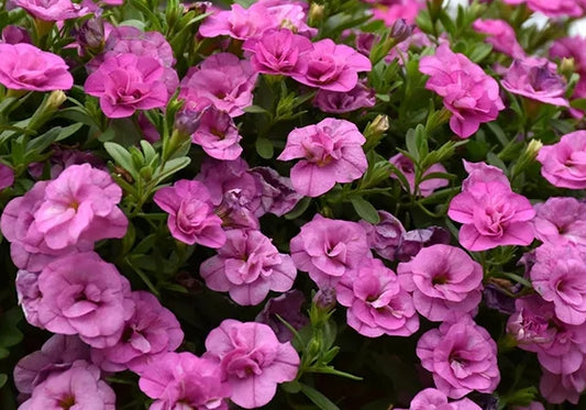 Calibrachoa ( Superbells ) Felicia 15 Pellets