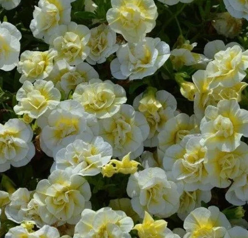 Calibrachoa ( Superbells ) Double Cream 15 Pellets