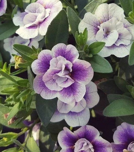 Calibrachoa ( Superbells ) Marian 15 Pellets