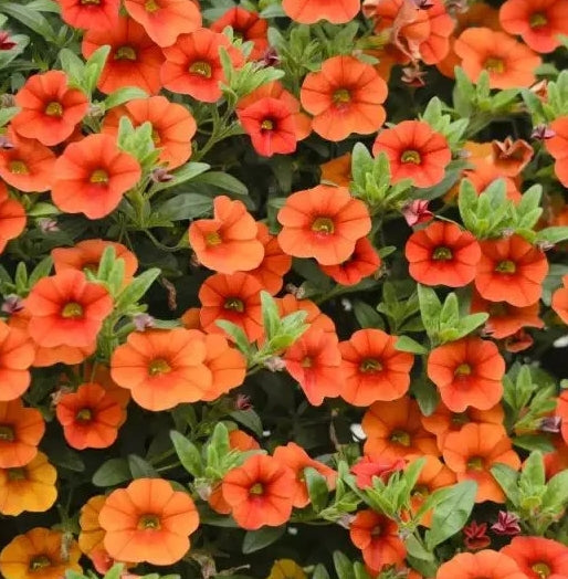 Calibrachoa ( Superbells ) Colibri Tangerin 15 Pellets
