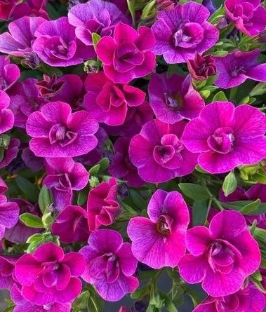 Calibrachoa ( Superbells ) Double Dark Pink 15 Pellets