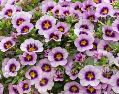 Calibrachoa ( Superbells ) Velma 15 Pellets
