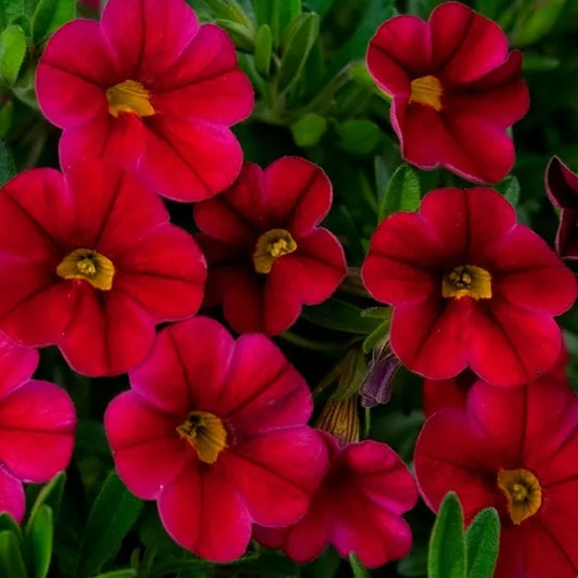 Calibrachoa ( Superbells ) Racy Red 15 Pellets