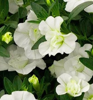 Calibrachoa ( Superbells ) Double White Elegance 15 Pellets