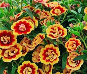 Calibrachoa ( Superbells ) Double Orange Tastic 15 Pellets