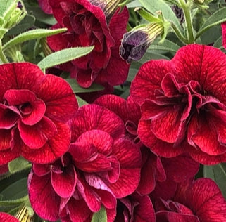 Calibrachoa ( Superbells ) Double Dark Red 15 Pellets