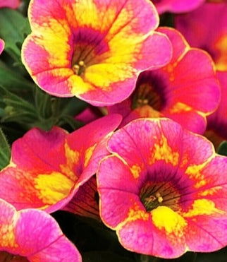 Calibrachoa ( Superbells ) Chameleon 15 Pellets