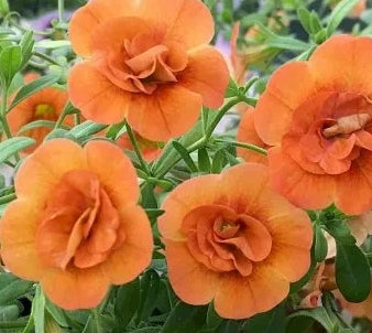 Calibrachoa ( Superbells ) Double Orange 15 Pellets