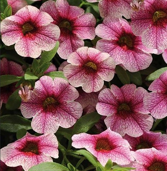 Calibrachoa ( Superbells ) Pink Vein 15 Pellets