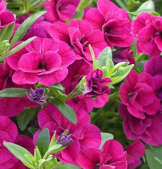 Calibrachoa ( Superbells ) Double Violet 15 Pellets