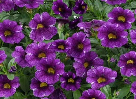 Calibrachoa ( Superbells ) Purple Bling 15 Pellets