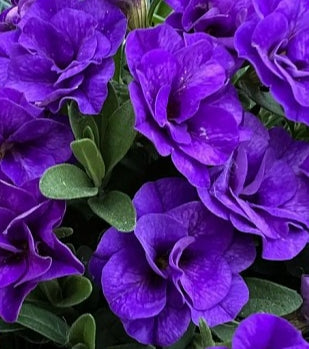 Calibrachoa ( Superbells ) Double Blue 15 Pellets