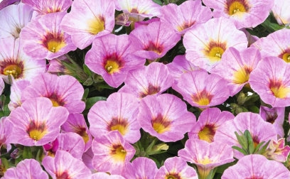 Calibrachoa ( Superbells ) Rainbow Pink 15 Pellets