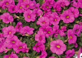 Calibrachoa ( Superbells ) Classic Hot Pink 15 Pellets